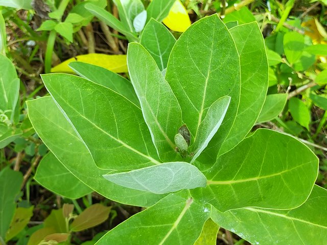 Thistle leaves (6).jpg