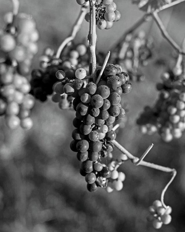 wine-in-process-vineyard-grapevine-in-sebastopol-ca-purple-and-green-grapes-black-and-white-toby-mcguire.jpg