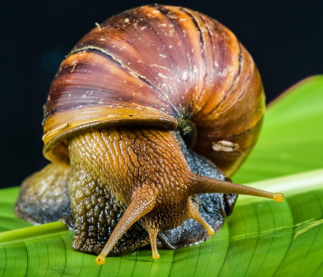 snail-424133_1280.jpg