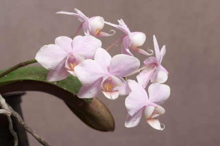 115443742-phalaenopsis-orchid-flowers-on-a-grey-background-butterfly-orchid.jpg