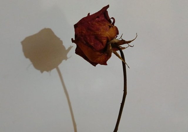 e70dfd01-b1f8-41c4-a25a-fae3e33ec975.jpeg