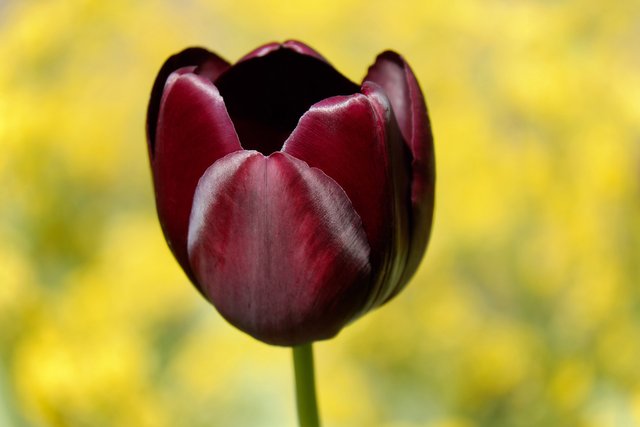 Pixabay - Focus for Success - 7 - tulip-2270953_1920.jpg