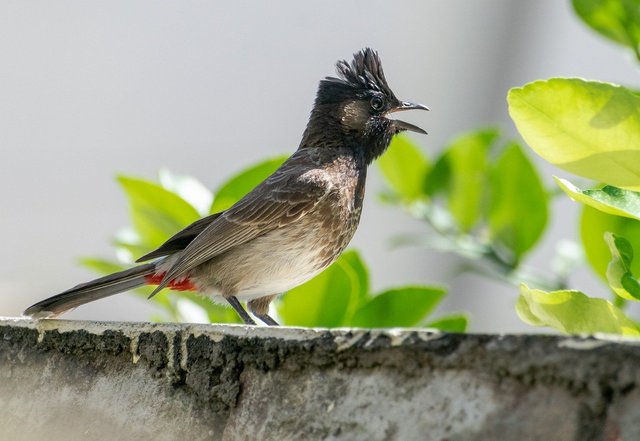 red-vented-bulbul-8044551_1280.jpg