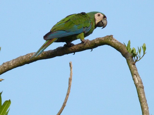 Parrot (16).JPG