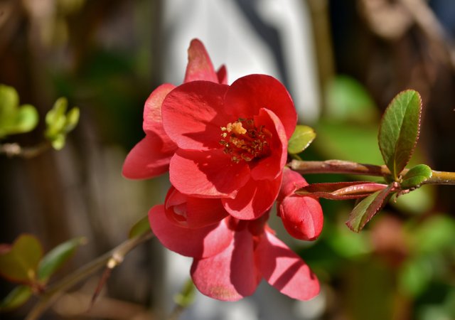 ornamental-quince-5286742.jpg