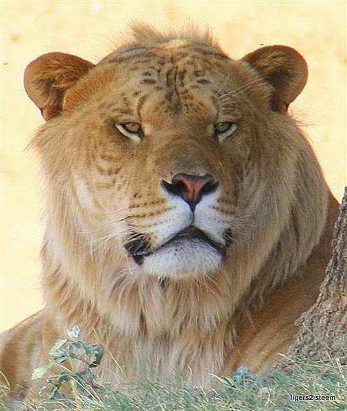 liger-samson-lifespan6.jpg