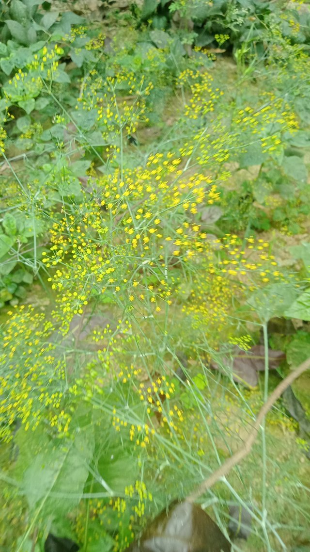 IMG20250303112440.jpg