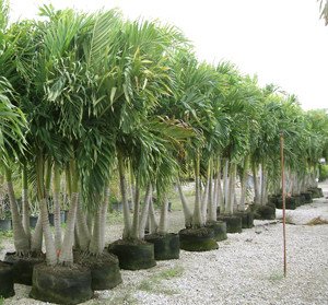 Palm-Tree-for-sale-Leserras-nursery-300x279.jpg