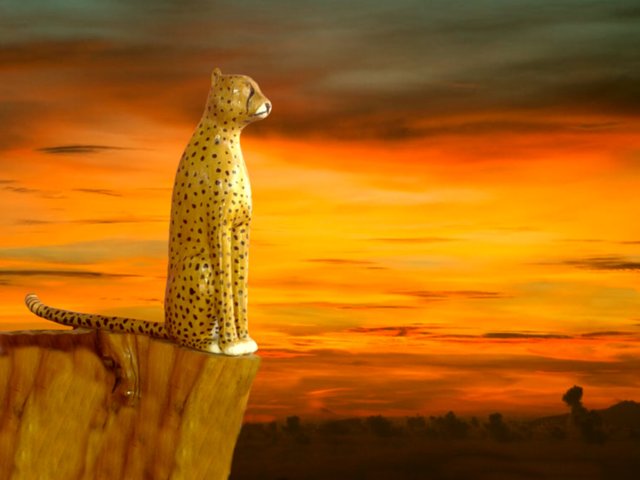 cheetah 2.jpg