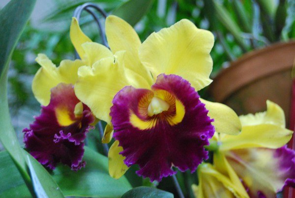 bella orquidea.jpg