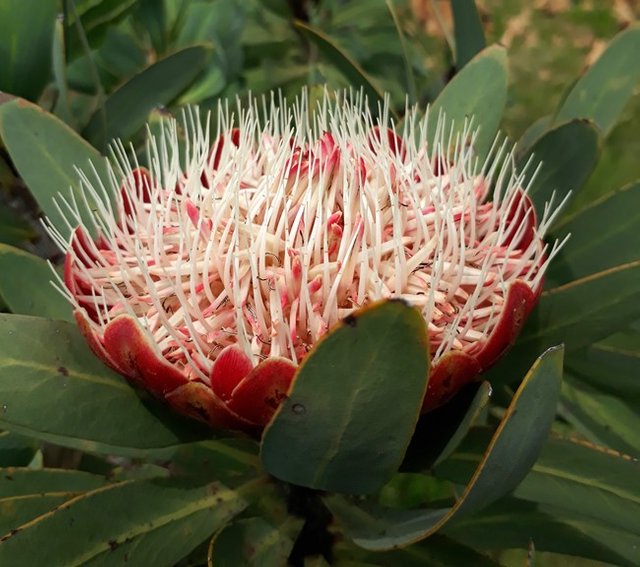 protea caffra.jpg