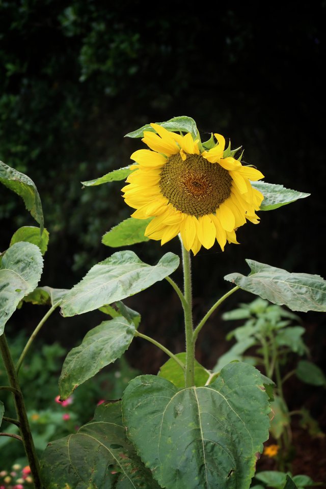 sunflower.jpg