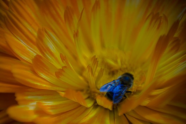 18-07-2018-marigold-dronefly-00468.jpg