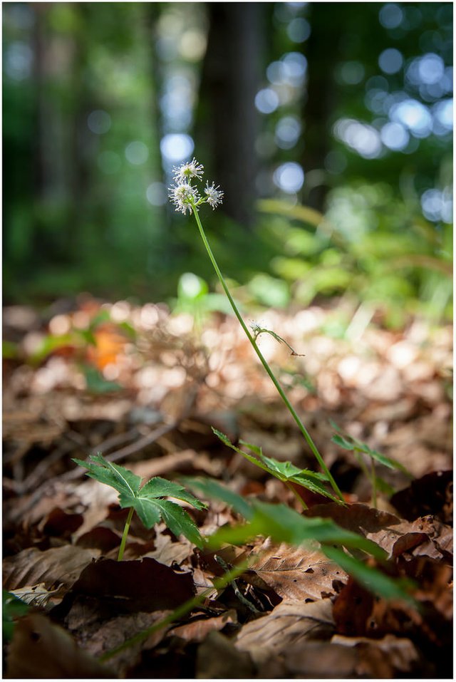 18300369439-flowers-forest.jpg