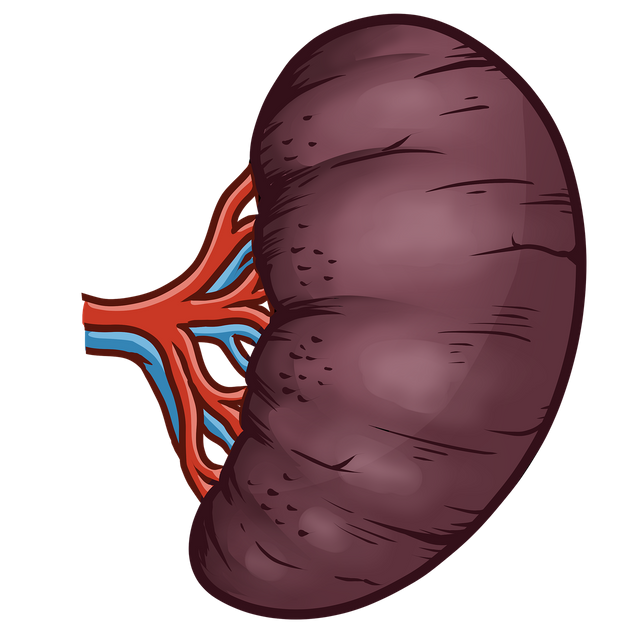 spleen-9333958_1280.png