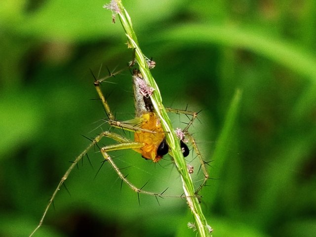 spider (5).jpg
