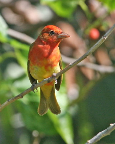 Screenshot_2019-06-10 Summer Tanager - Whatbird com.png