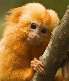 e4b7c221e28723b6baa34df99303dfe7--golden-lion-tamarin-monkey-business.jpg