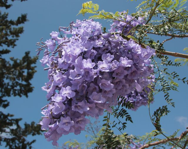 Jacaranda_mimosifolia_5334.jpg