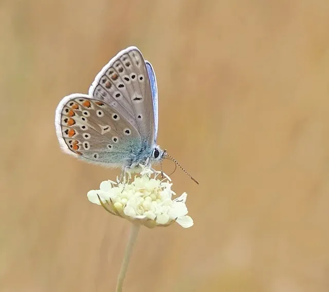 butterfly-common-blue-restharrow-polyommatus-icarus-158536.webp