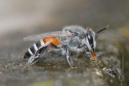 apis florea.jpg