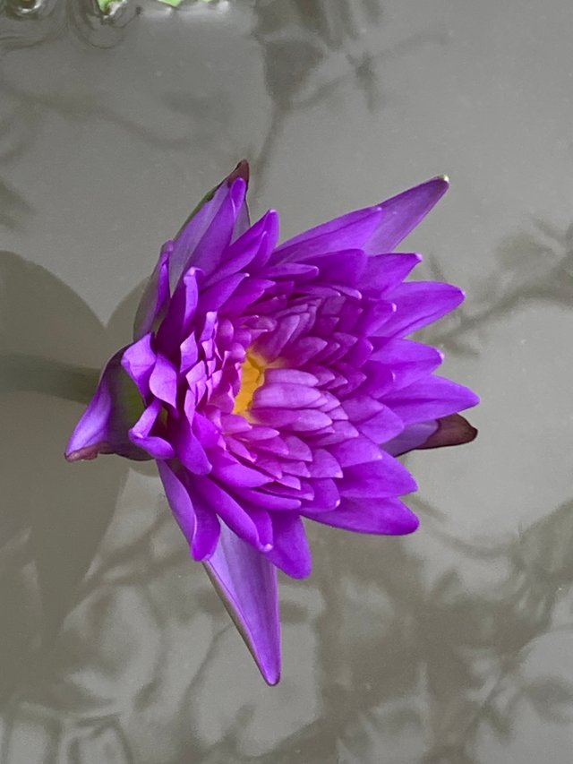 lotus flowers7.jpg