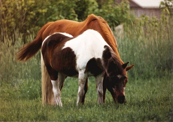 Chief, Rusty crop1 1985.jpg