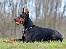 Doberman Pinscher.jpg