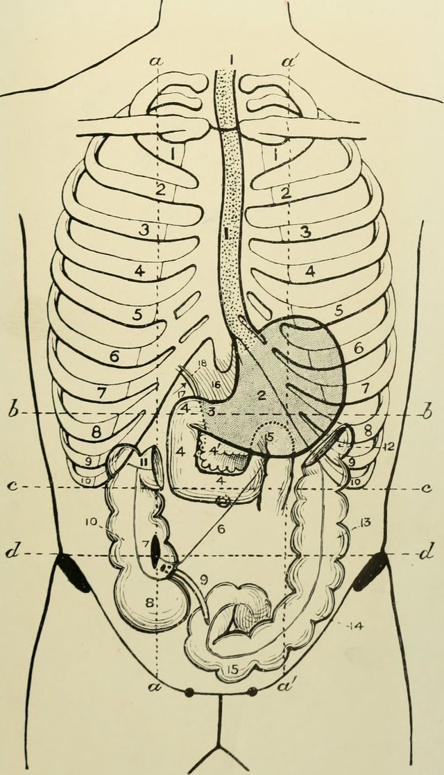 Landmarks_and_surface_markings_of_the_human_body_(1913)_(14741304036).jpg