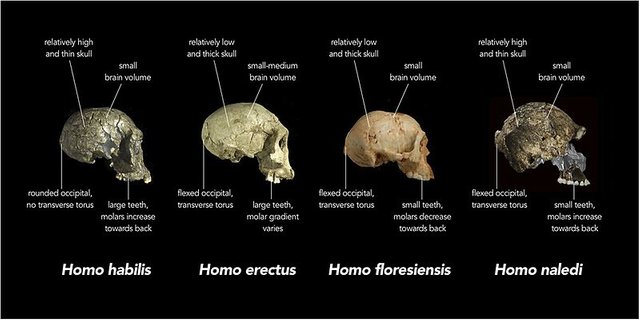 Comparison_of_skull_features_of_Homo_naledi_and_other_early_human_species.jpg