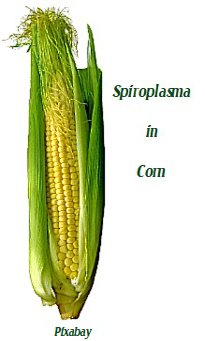 corn spiroplasma.jpg