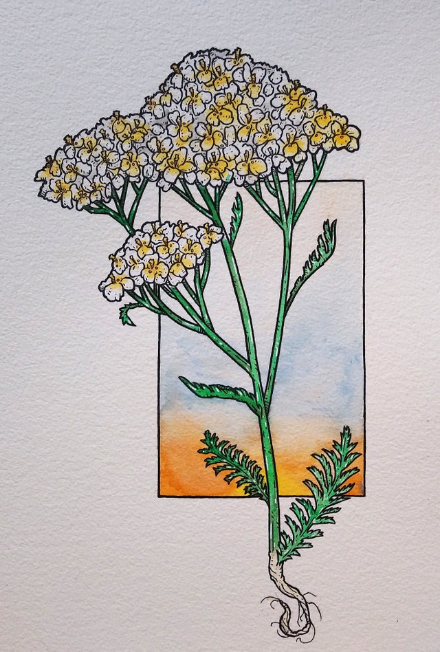 yarrow7.jpg