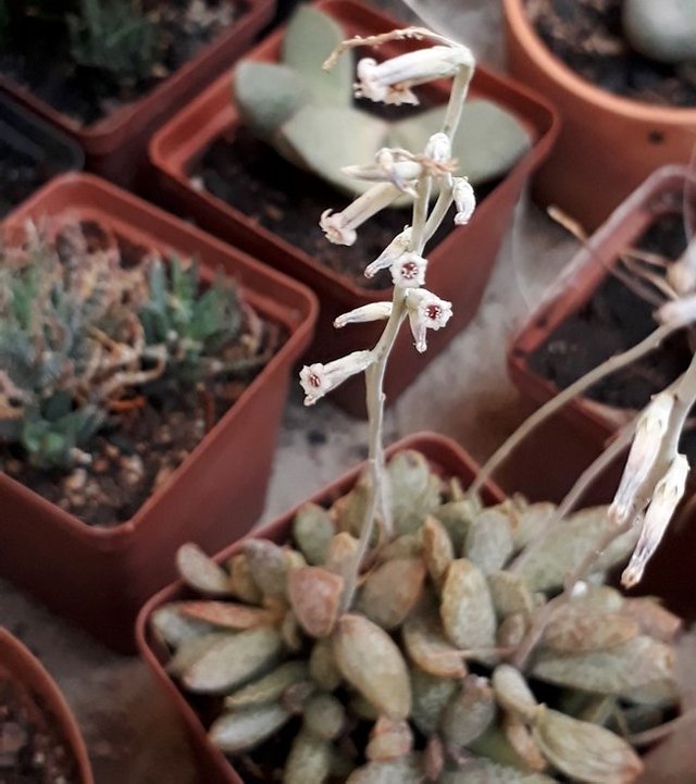 adromischus2.jpg