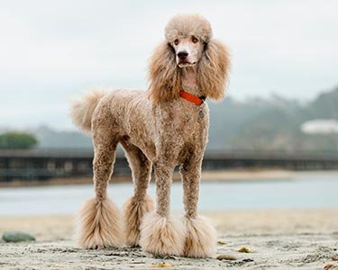 Dog_Poodle-Standard_Mobile.jpg