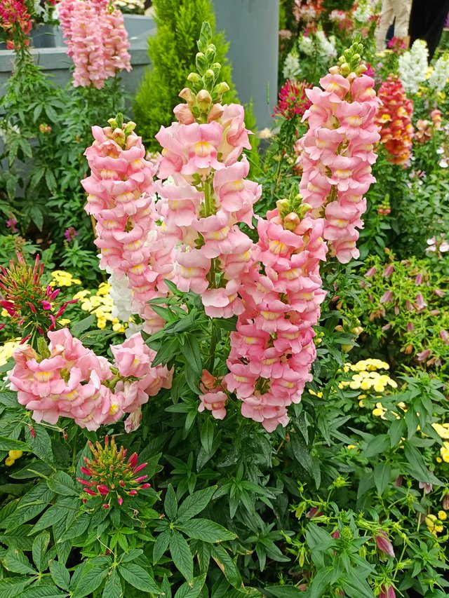 11 snap dragon.jpg