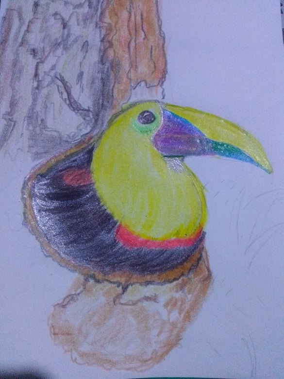 tucan2.jpg