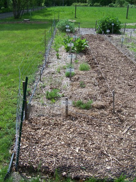 New Herb - Row 1 santolina, pyrethrum, butterflyweed, elecampane, snapdragons, wormwood crop May 2019.jpg