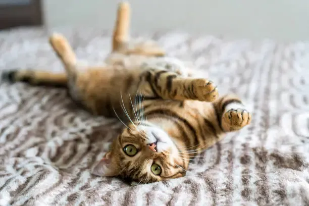 cute-bengal-funny-cat-playing.webp