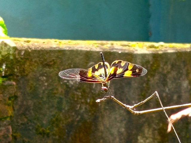 ফড়িং (4).jpg
