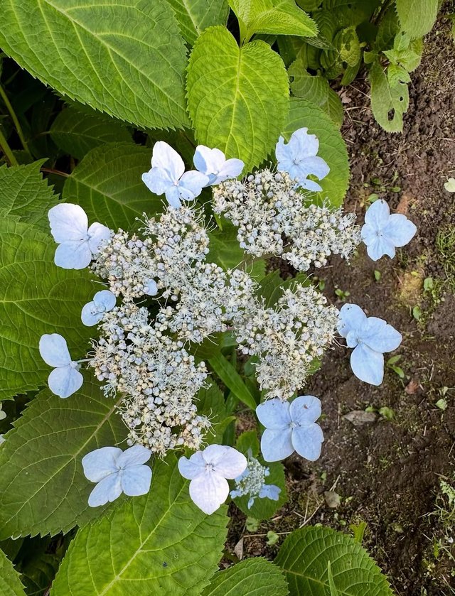 IMG_20250726_215620.jpg