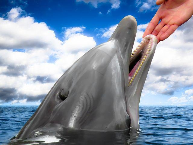dolphin-1547320__480.jpg