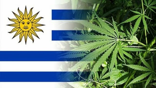 ahora-puedes-fumar-marihuana-legal-en-clubes-de-uruguay-5169_XL.jpg