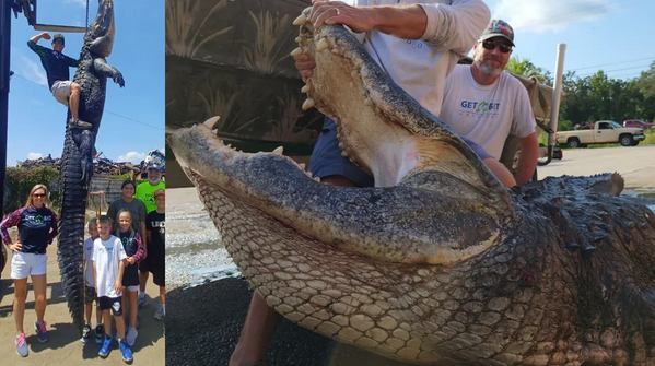 Screenshot 2023-09-12 at 13-09-33 Florida alligator weighing over 900 pounds could have been 90 years old when caught.png