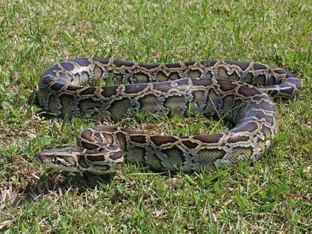 burmese-python-1794528-340.r_d.255-170-21816.jpeg