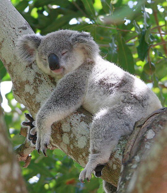 Image result for The average koala sleeps 22 hours each day.