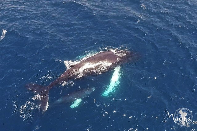 Baleine drone1.jpg