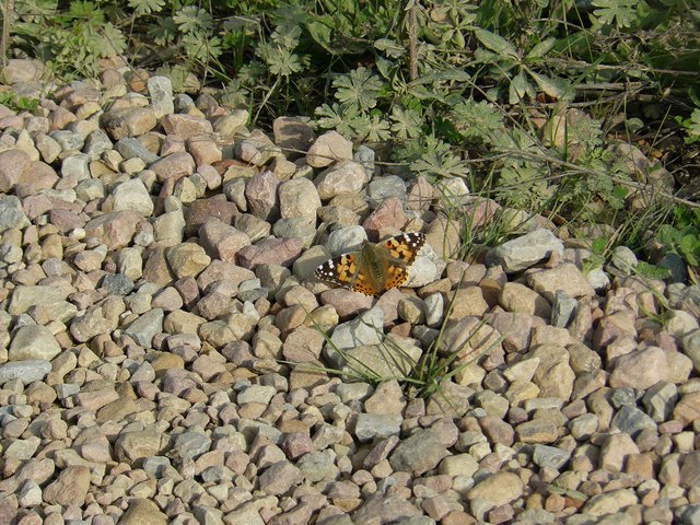 butterfly on rocks 3.jpg