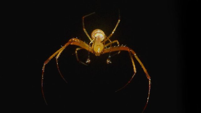 091223_EAB_pirate-spider_spider_feature-1030x580.jpg