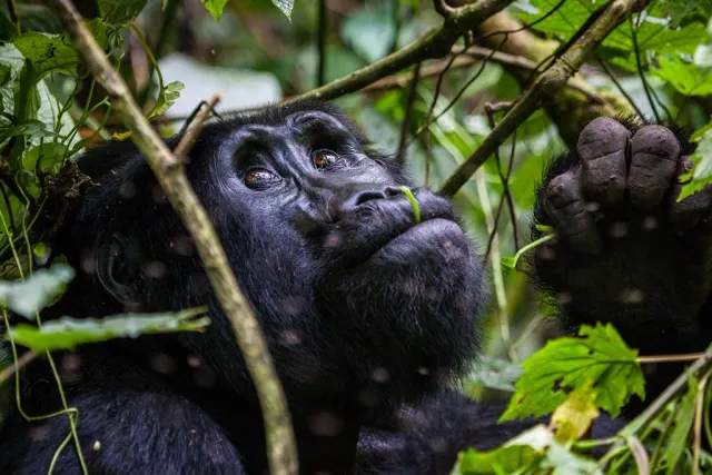 Best Reasons Why Uganda Gorilla Safari Is a Must-Do Experience.webp