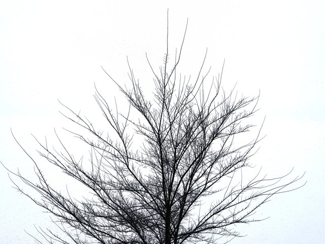 Tree_on_White_Minimalist__PS__.jpg
